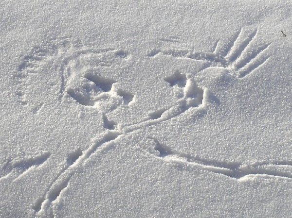 Следы вороны на снегу