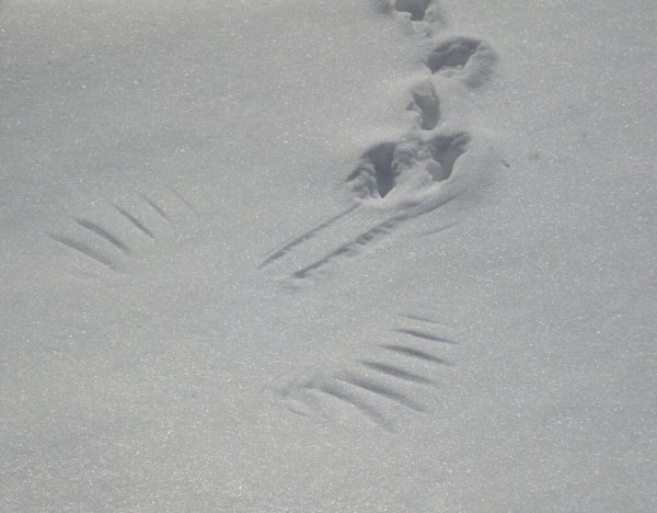Следы птиц на снегу