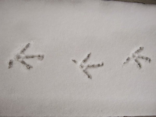 Следы воробья на снегу