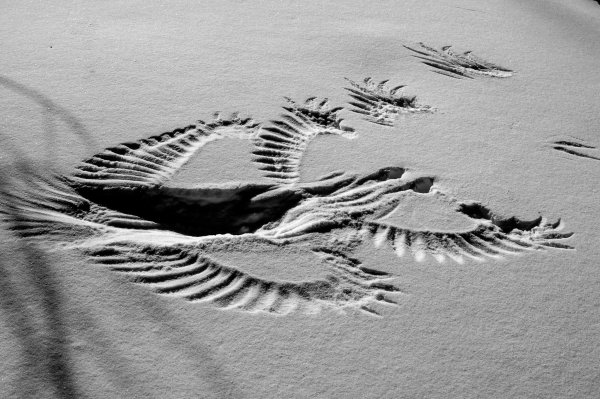 Отпечаток вороны