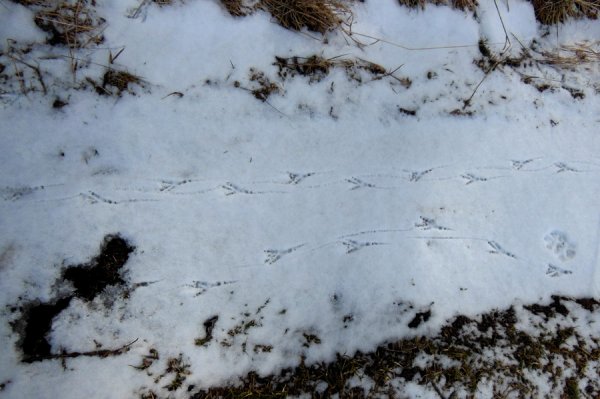 Следы сороки на снегу