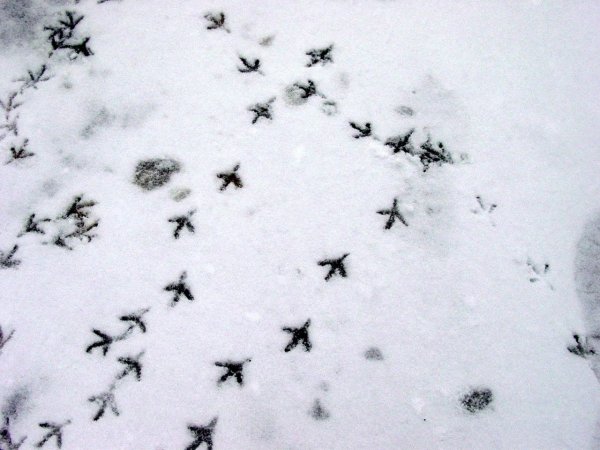 Птичьи следы на снегу