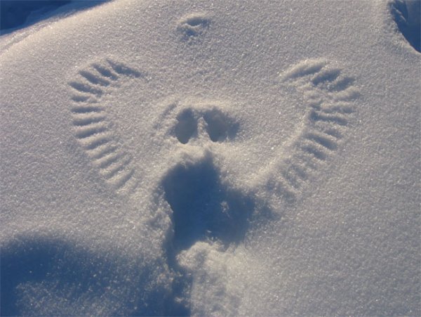 Следы сороки на снегу