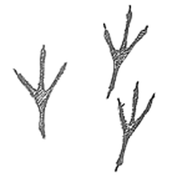 Отпечаток лапы воробья