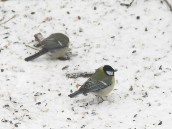 Следы синички на снегу