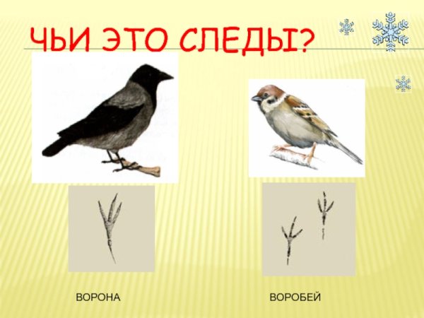 Следы птиц на снегу воробья