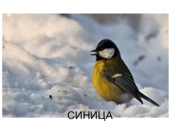 Синички на снегу