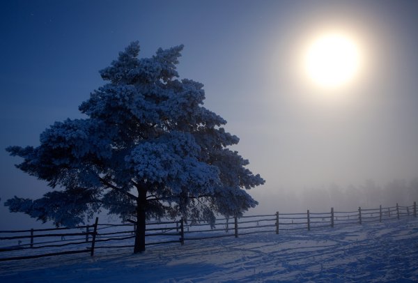 Фет белая равнина