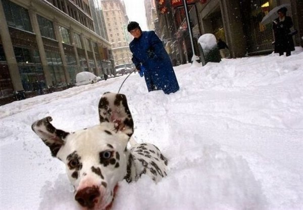 Собачники зимой