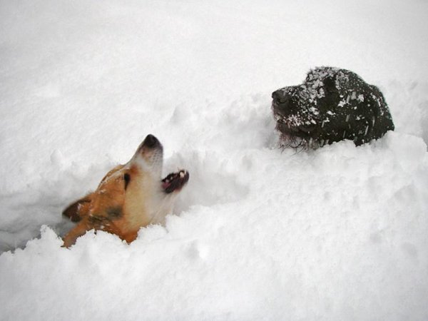 Собака утонула в снегу