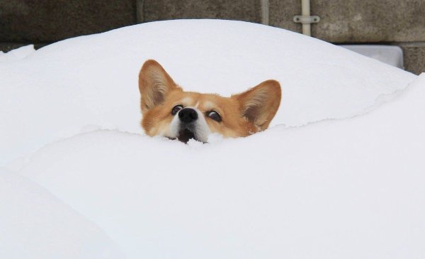 Собака в сугробе по уши