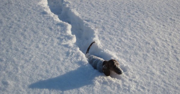 Снег по шею