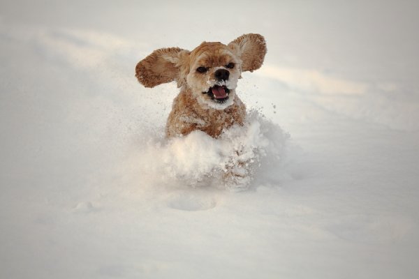Собака радуется снегу
