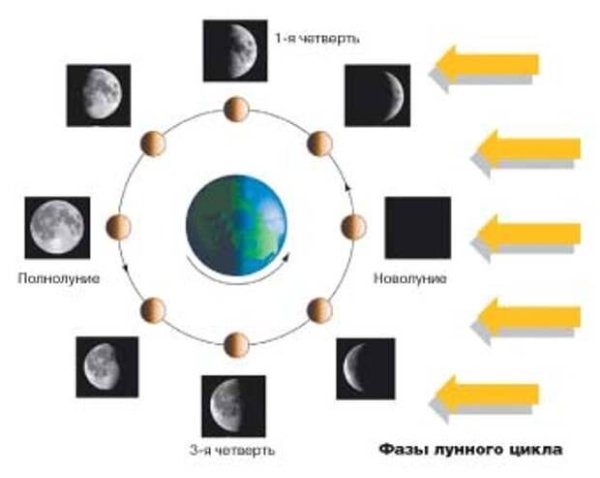 Цикл лунных фаз
