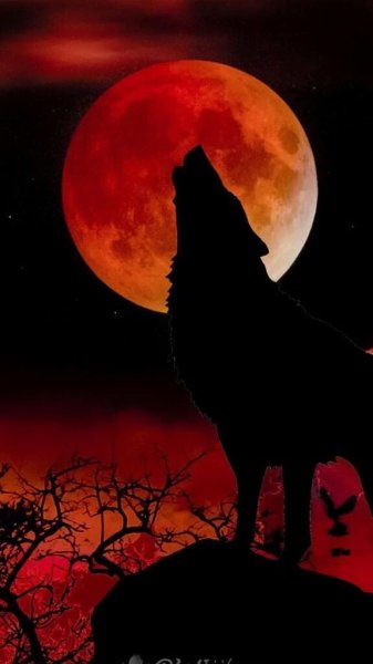 Волк и Луна