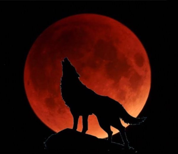 Волк на фоне красной Луны