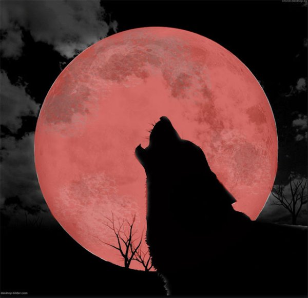Кровавая Луна волк