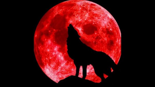 Волк на фоне красной Луны