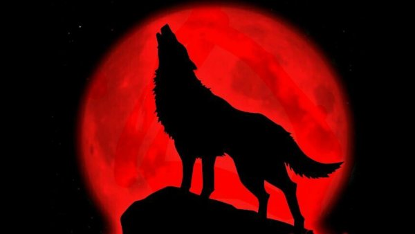 Волк воет на красную луну