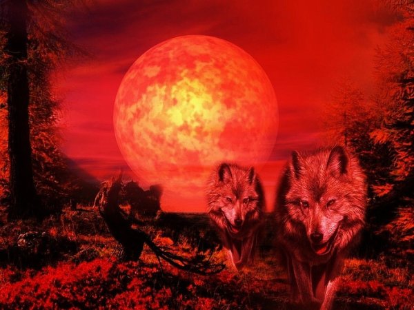 Волк и Луна