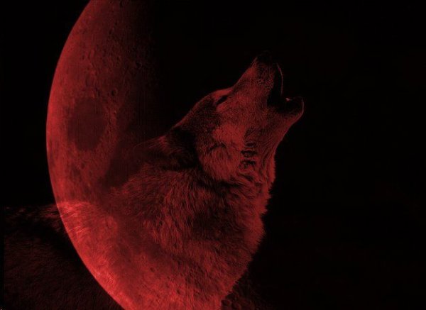 Кровавая Луна волк