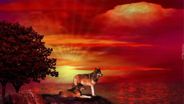 Волк на фоне заката