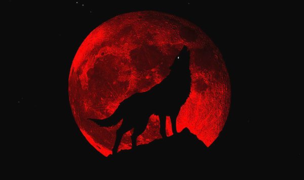 Волк на фоне красной Луны