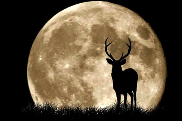 Олень на фоне Луны
