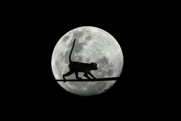 Обезьяна на Луне