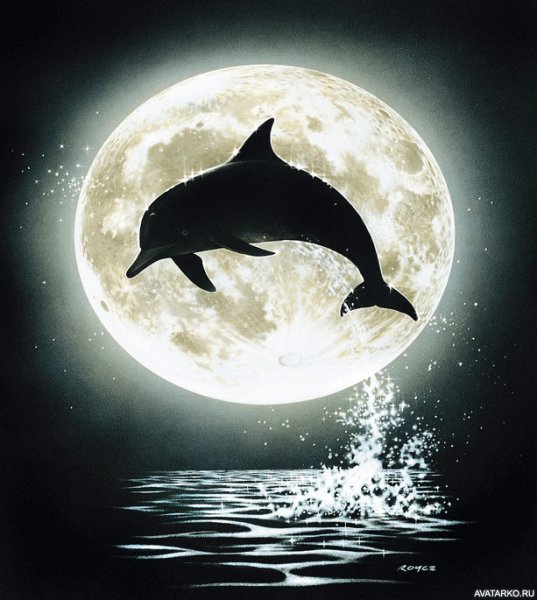 Дельфины на фоне Луны