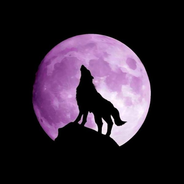 НОХЧО Борз 95