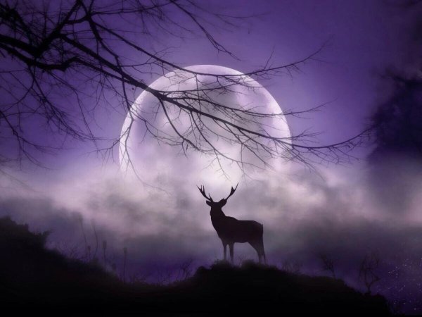 Олень ночью в лесу