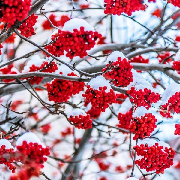 Зима рябина
