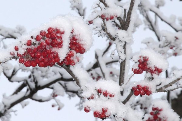 Рябина в снегу