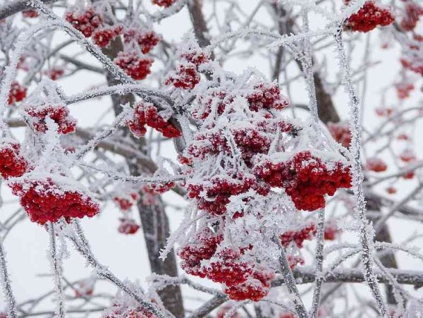 Зимний куст рябины