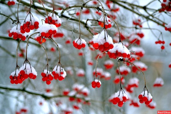 Рябина в декабре