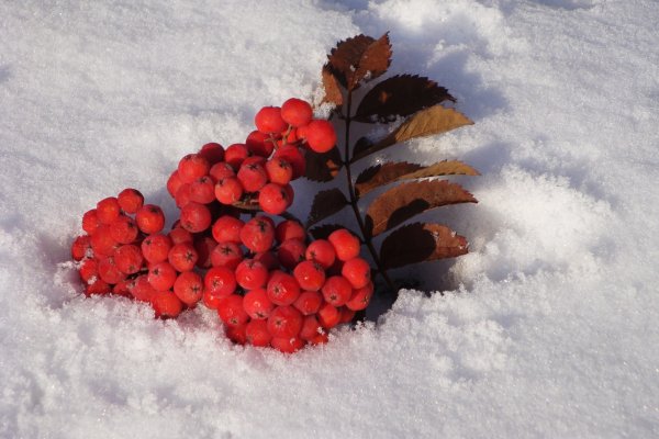 Зимняя рябина