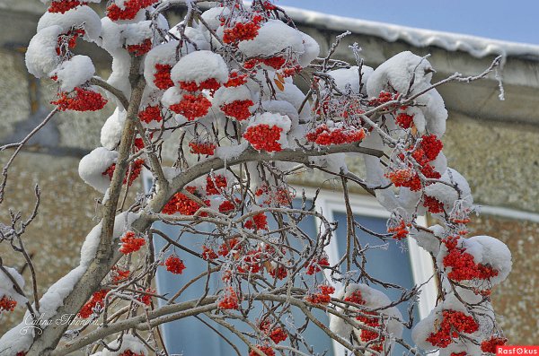 Рябина зимой