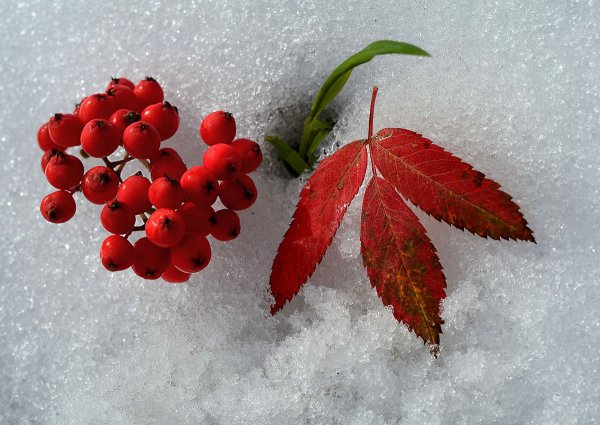 Снежная рябина