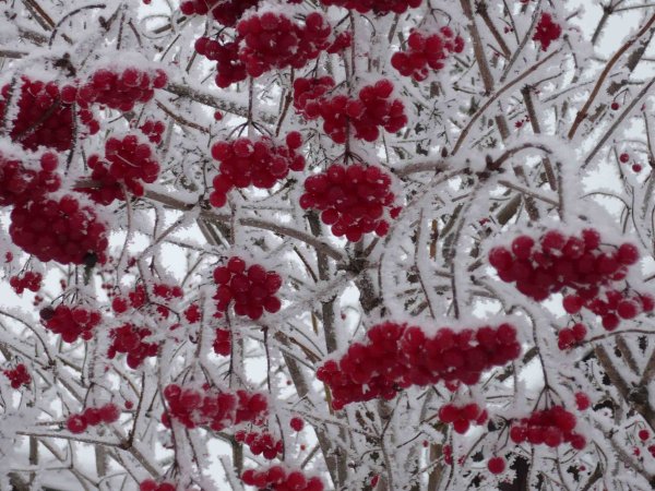 Рябина обыкновенная зима