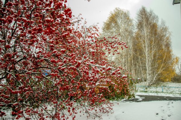 Рябина и первый снег