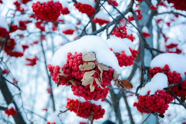 Рябина обыкновенная зима