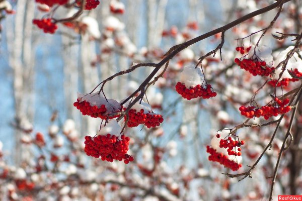 Зимняя рябина