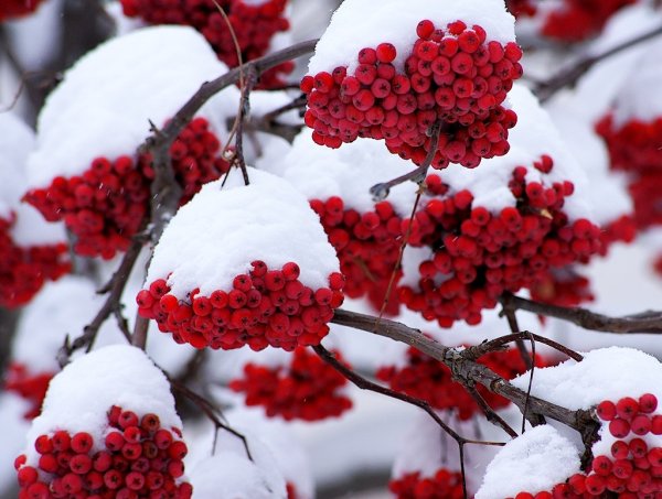 Калина взимку
