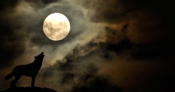 Волк воет на луну