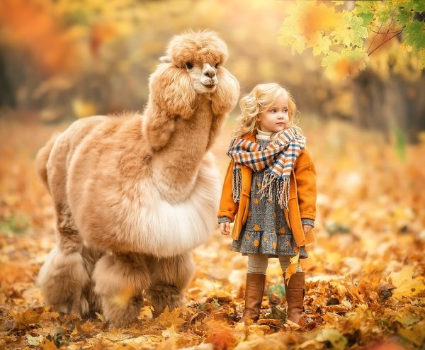 Осень дети и животные