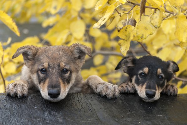 Милые щенки осенью