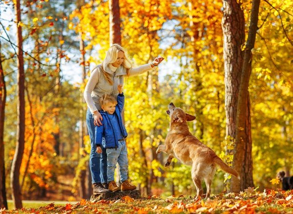 Осенняя прогулка с собакой