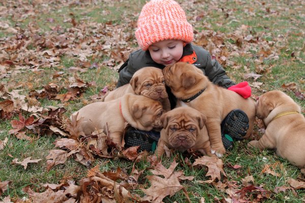 Бордосский дог и дети