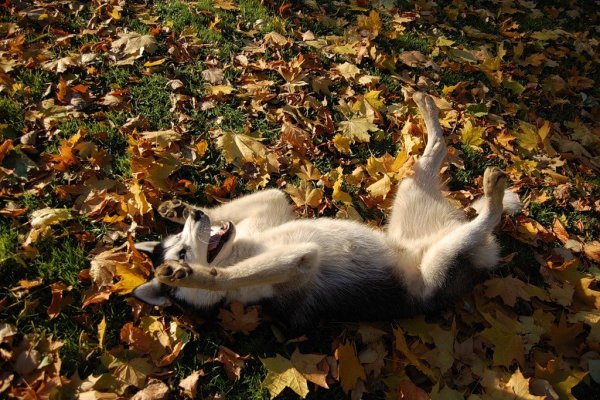 Животные в осенних листьях